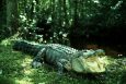 Сонник крокодил