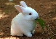 Сонник кролик