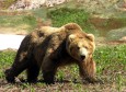 Сонник медведь как символ соперничества