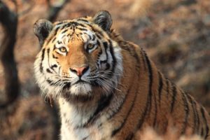 Тигр год рождения — гороскоп
